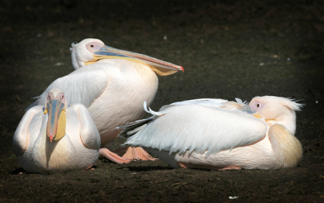 Des pélicans blancs au lac Hula dans le nord d'Israël (Crédit photo : Nati Shohat/Flash90) Des pélicans blancs au lac Hula dans le nord d'Israël (Crédit photo : Nati Shohat/Flash90)