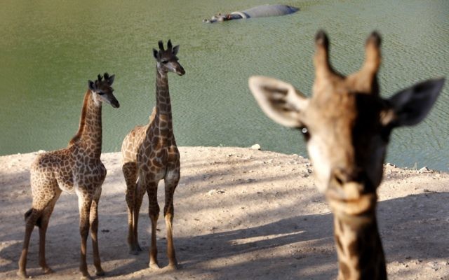 Giraffe au zoo biblique de Jérusalem (Crédit: Miriam Alster/Flash90) Giraffe au zoo biblique de Jérusalem (Crédit: Miriam Alster/Flash90)