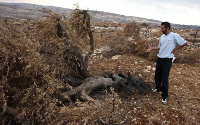Photo illustrative d'un fermier palestinien près d'un olivier (Crédit : Issam Rimawi/Flash90) Photo illustrative d'un fermier palestinien près d'un olivier (Crédit : Issam Rimawi/Flash90)