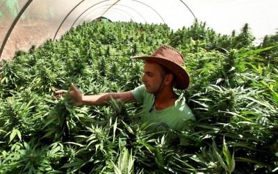 Un employé travaille dans ses plants de cannabis à la structure de production de  Tikun Olam, à proximité de Safed (Crédit :  Abir Sultan/Flash 90)