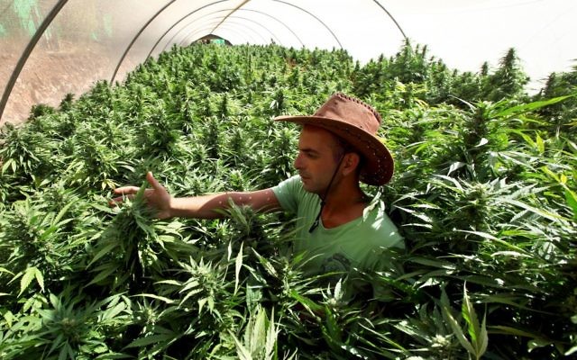 Un employé travaille dans ses plants de cannabis à la structure de production de Tikun Olam, à proximité de Safed (Crédit : Abir Sultan/Flash 90) Un employé travaille dans ses plants de cannabis à la structure de production de Tikun Olam, à proximité de Safed (Crédit : Abir Sultan/Flash 90)