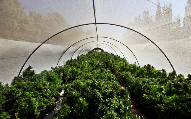Des plants de cannabis dans une structure de production du nord d'Israël, en 2010. (Crédit: Abir Sultan/Flash 90)