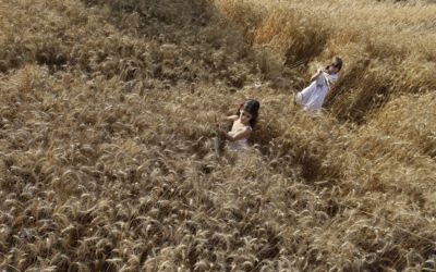 Un champ de blé au Kibbutz Nahal Oz, près de la frontière avec Gaza (Crédit : Tsafrir Abayov/Flash 90)
