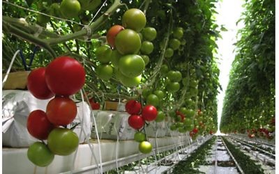 Une serre à Los Pinos, au Mexique,la plus grande serre de tomates, développée avec la technologie d'irrigation de Netafim (Crédit : Courtesy Netafim)