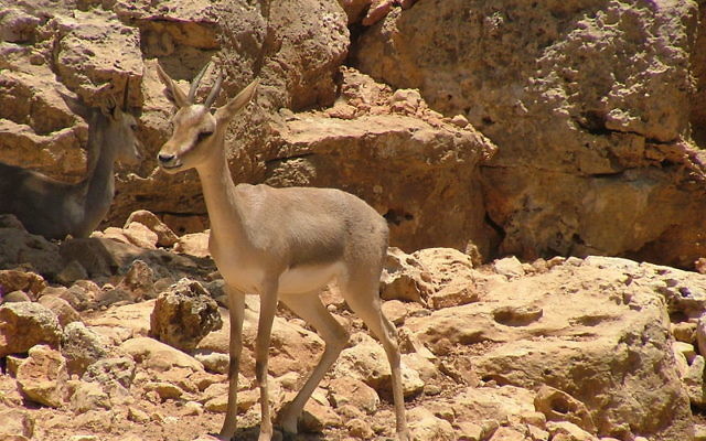 Une gazelle de montagne (Gazella gazella) au Zoo biblique de Jérusalem, 2006. (Crédit : CC BY SuperJew/Wikimedia Commons) Une gazelle de montagne (Gazella gazella) au Zoo biblique de Jérusalem, 2006. (Crédit : CC BY SuperJew/Wikimedia Commons)