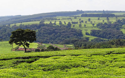 Plantations de thé, près de Kericho au Kenya (Crédit :Bjorn Christian Torissen/Wikimedia Commons/CC BY-SA 3.0)