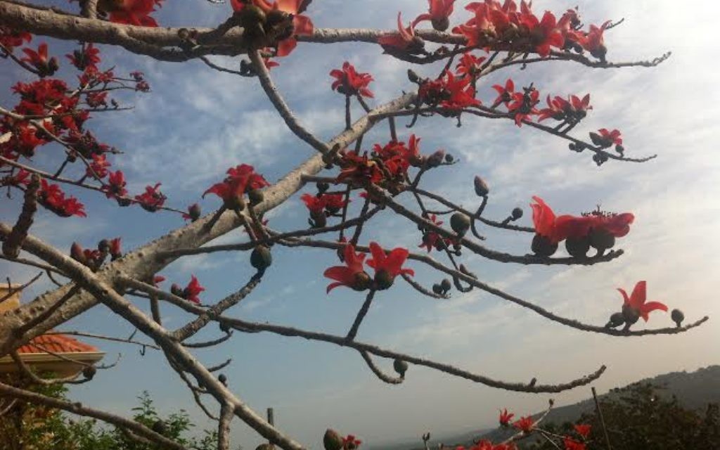 Chaya Gross voudrait savoir si quelqu'un connait le nom de ces fleurs (Crédit : Chaya Gross)