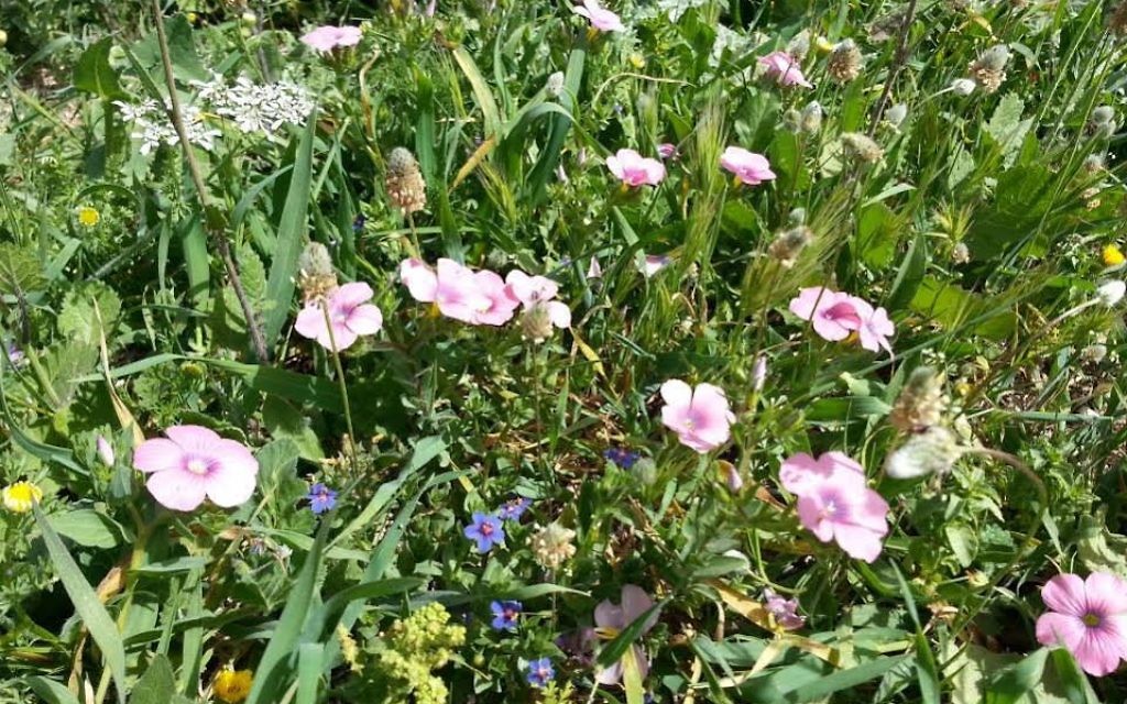 De jolies fleurs (Crédit : Shoshanna Jaskoll)