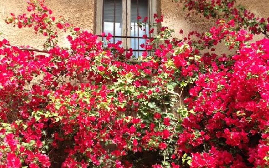 Une maison fleurie ! (Crédit : Crystal Henle)