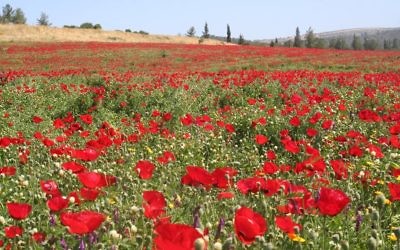 Les coquelicots en fleur dans la calée Ella (Crédit : Amanda Borschel-Dan)