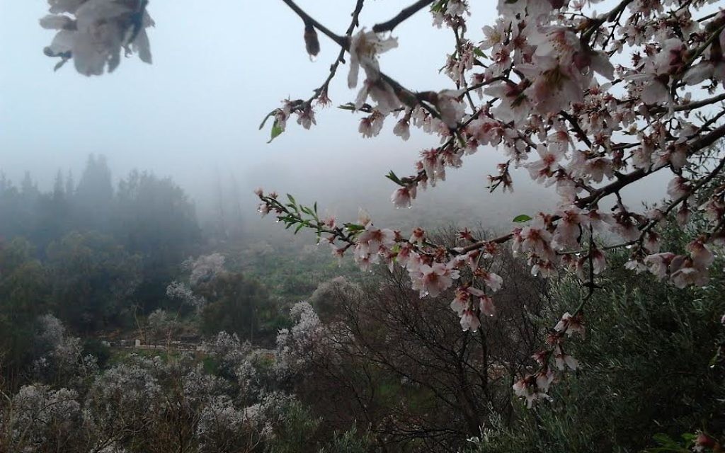 Le printemps à Rosh Pina (Crédit : Yehoshafat Pop)