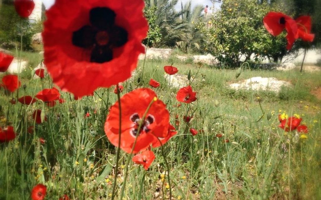Des coquelicots en fleur (Crédit : Sarah Tuttle-Singer)
