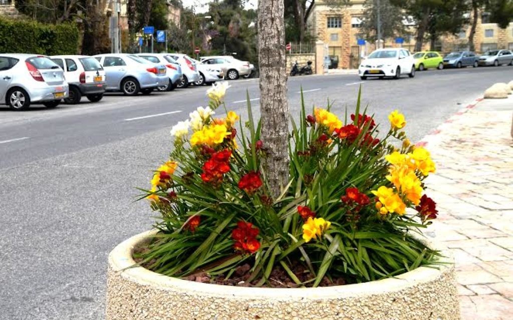 Des nouvelles fleurs à Beit Hanasi, près de la résidence présidentielle (Crédit : Sharon Altshul)