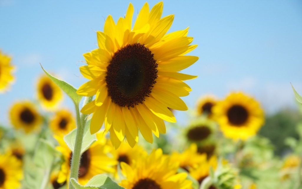 Des tournesols (Crédit : Brian John Thomas)