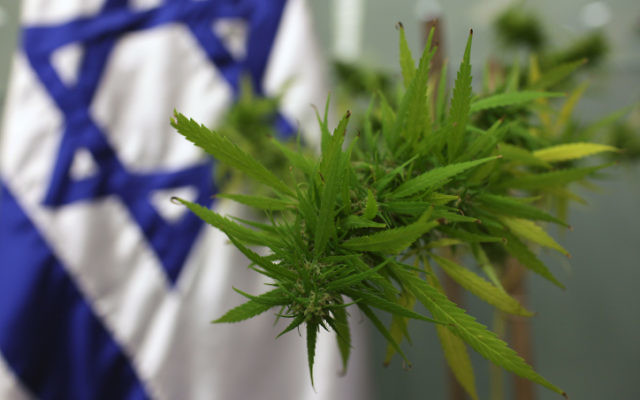Un plant de cannabis a été apporté à la Knesset en 2009 pour la Commission de l'emploi, de la protection sociale et de la santé, qui s'occupait de la question de la marijuana médicale. (Kobi Gideon/Flash 90) Un plant de cannabis a été apporté à la Knesset en 2009 pour la Commission de l'emploi, de la protection sociale et de la santé, qui s'occupait de la question de la marijuana médicale. (Kobi Gideon/Flash 90)