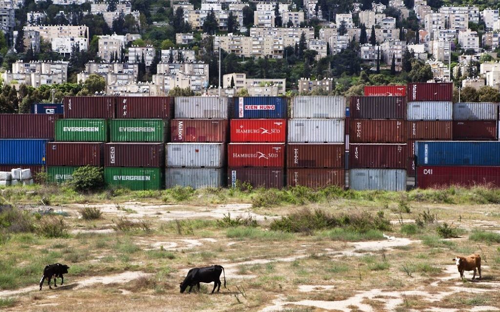 Des vaches, de la tolle et des immeubles à Haifa (Crédit : Frederic Brenner)