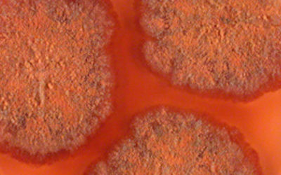 E. Rubrum (Crédit : Tami Kis Papo, université de Haifa)