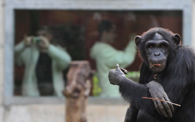 Un chimpanzé au zoo de Ramat Gan (Crédit : Shay Levy/Flash 90) Un chimpanzé au zoo de Ramat Gan (Crédit : Shay Levy/Flash 90)