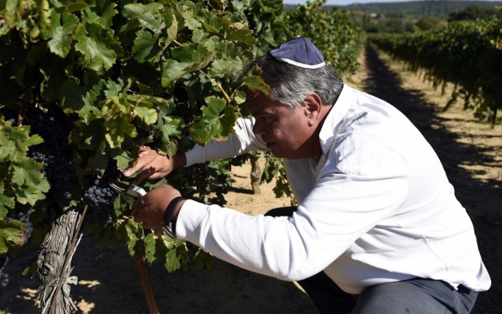Alexandre Sartène dans sa propriété viticole à Arpaillargues (Crédit : AFP) Alexandre Sartène dans sa propriété viticole à Arpaillargues (Crédit : AFP)