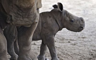 Un veau de rhinocéros femelle au zoo de Ramat Gan (Crédit : Tibor Jeger)