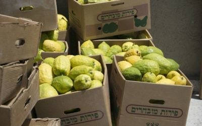 L'etrog prêt à être transporté (Crédit Michal Fattan)