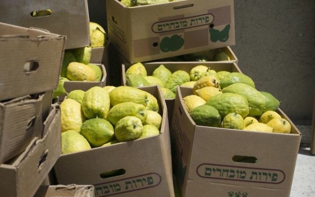 L'etrog prêt à être transporté (Crédit Michal Fattan) L'etrog prêt à être transporté (Crédit Michal Fattan)