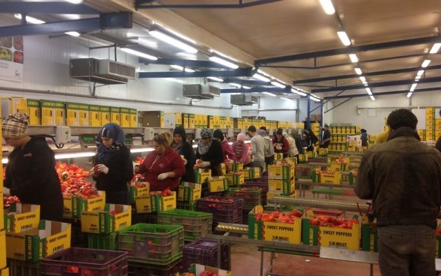 Travailleurs palestiniens de Jéricho à la ferme SM Valley (Crédit : Mitch Ginsburg/Times of Israel)