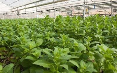 Une serre de tomates de l'entreprise CollPlant qui sert à "produire" du collagène humain (Crédit : Autorisation)