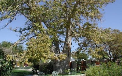 Baobab au jardin botanique d'Ein Gedis (Crédit : Shmuel Bar-Am)
