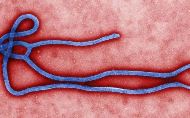Illustration d'une micrographie du virus Ebola (Crédit : CDC microbiologist Cynthia Goldsmith/Wikimedia) Illustration d'une micrographie du virus Ebola (Crédit : CDC microbiologist Cynthia Goldsmith/Wikimedia)