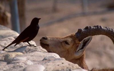 Un bouquetin et un étourneau dans la réserve naturelle d'Ein Gedi (Crédit: Shmuel Bar-Am)