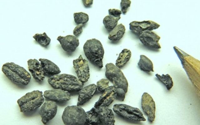 Des pépins de raisin carbonisés trouvés à Halutza pourraient aider à élucider le secret de fabrication d'un vin antique (Photo credit: Israel Antiquities Authority) Des pépins de raisin carbonisés trouvés à Halutza pourraient aider à élucider le secret de fabrication d'un vin antique (Photo credit: Israel Antiquities Authority)