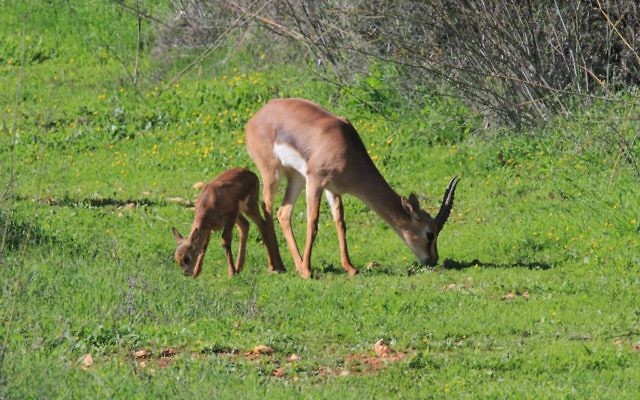 Mélange de flore et de faune dans la vallée (Crédit : Amir Balaban