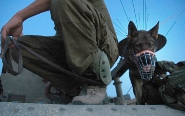 Un soldat israélien accompagné d'un chien (Crédit : Omer Messinger/Flash90)