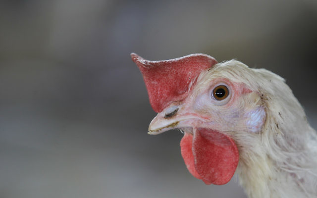 Un poulet. Illustration. (Crédit : Nati Shohat/Flash90)
