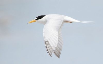 Sterne naine (Sternula albifrons), Little Swanport, Tasmanie, Australie, (Crédit photo: Wikipedia / JJ Harrison, CC BY-SA 3.0)