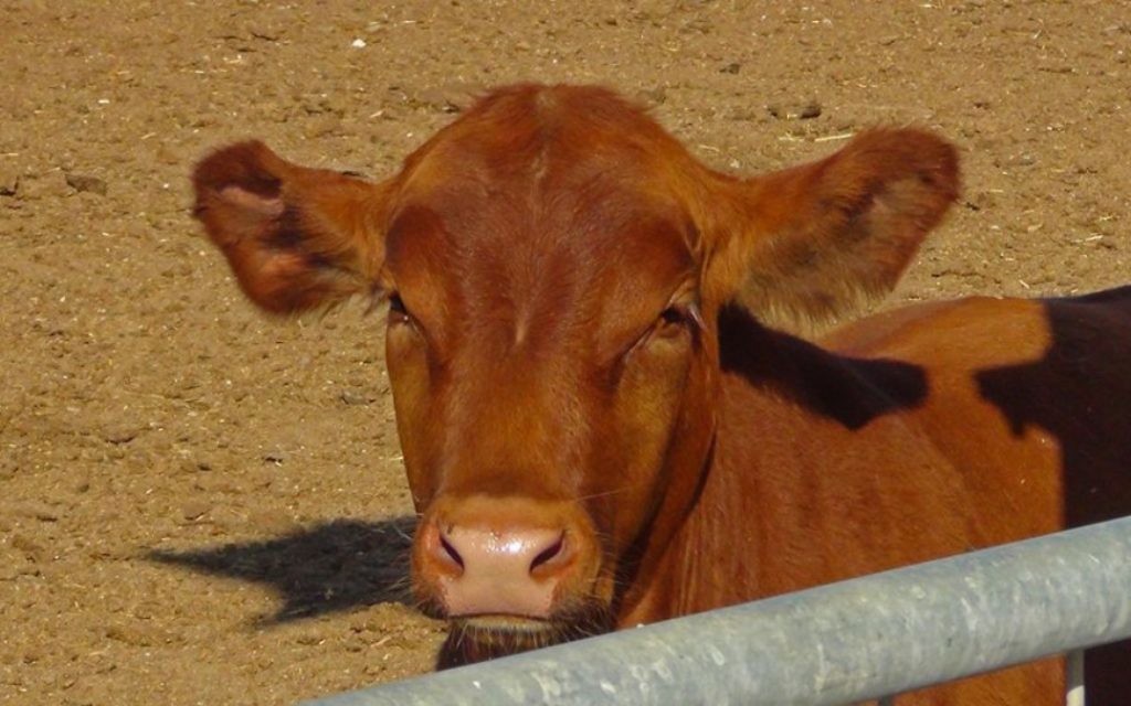 L'un des taureaux Red Angus nés à la ferme de l'Institut du Temple, dans un endroit inconnu en Israël. (Courtoisie Institut du Temple)