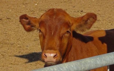 L'un des taureaux Red Angus nés à la ferme de l'Institut du Temple, dans un endroit inconnu en Israël. (Courtoisie Institut du Temple)