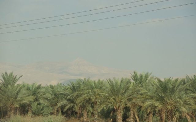 Les dattes sont le produit agricole n°1 dans la vallée du Jourdain. Israël et les territoires palestiniens représentent 40 % des exportations cumulatives de maidoul à travers le monde (Crédit : Melanie Lidman/Times of Israel) Les dattes sont le produit agricole n°1 dans la vallée du Jourdain. Israël et les territoires palestiniens représentent 40 % des exportations cumulatives de maidoul à travers le monde (Crédit : Melanie Lidman/Times of Israel)