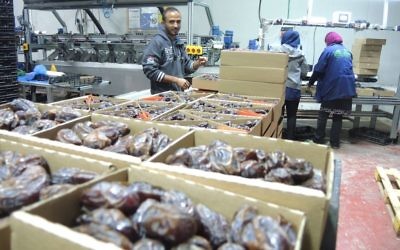 Des travailleurs palestiniens dans une usine d'emballage de dattes dans la vallée du Jourdain en Cisjordanie, le 11 novembre 2015. Ce produit sera étiqueté "Produit de Cisjordanie (implantation israélienne), s'il est exporté vers l'Union européenne. (Crédit : Melanie Lidman/Times of Israel) Des travailleurs palestiniens dans une usine d'emballage de dattes dans la vallée du Jourdain en Cisjordanie, le 11 novembre 2015. Ce produit sera étiqueté "Produit de Cisjordanie (implantation israélienne), s'il est exporté vers l'Union européenne. (Crédit : Melanie Lidman/Times of Israel)