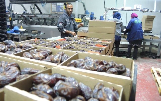 Des travailleurs palestiniens dans une usine d'emballage de dattes dans la vallée du Jourdain en Cisjordanie, le 11 novembre 2015. Ce produit sera étiqueté "Produit de Cisjordanie (implantation israélienne), s'il est exporté vers l'Union européenne. (Crédit : Melanie Lidman/Times of Israel)