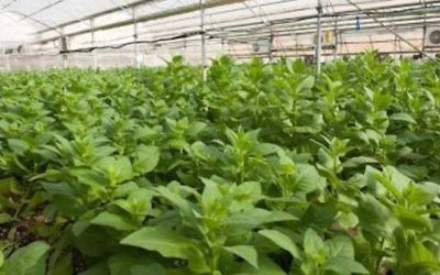 Une serre de tabac CollPlant, utilisée pour le collagène humain. La technologie de Collplant a été développée à l'Université hébraïque et commercialisée par Yissum (Crédit : autorisation)
