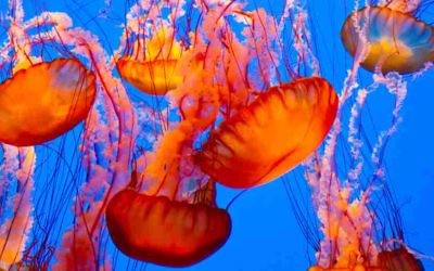 Méduses  (Crédit : Shutterstock)