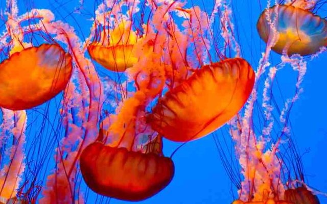 Méduses (Crédit : Shutterstock) Méduses (Crédit : Shutterstock)