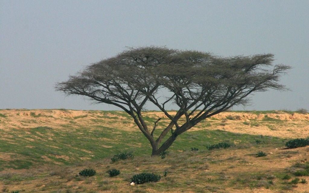 Un acacia sur la route Besor Scenic du Fonds national juif, dans le Néguev. (Crédit : Shmuel Bar-Am)