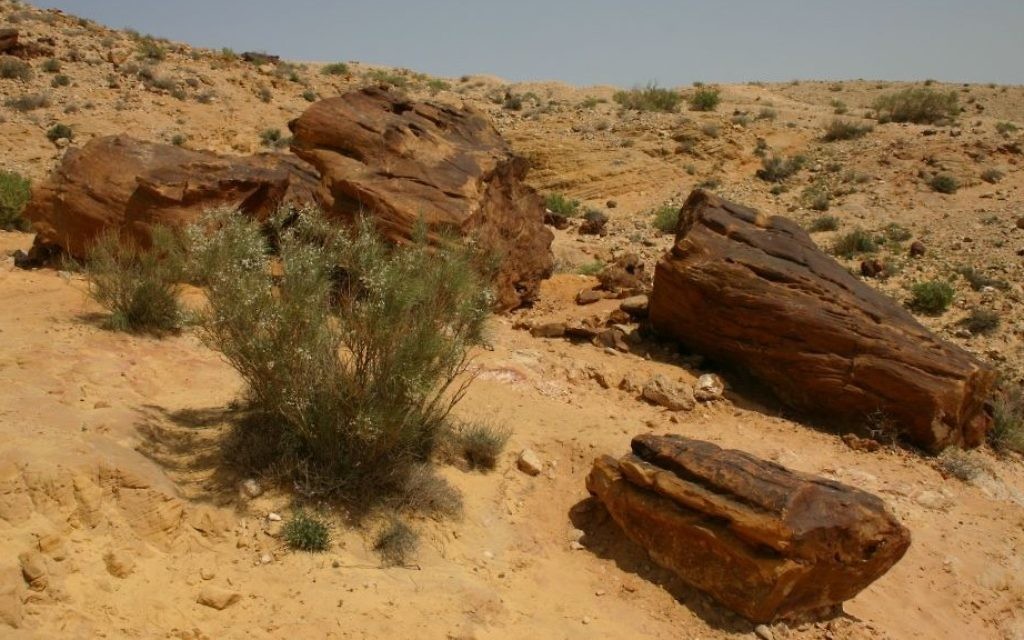 Des arbres pétrifiés dans le grand cratère près de Miztpe Ramon. (Crédit : Shmuel Bar-Am)
