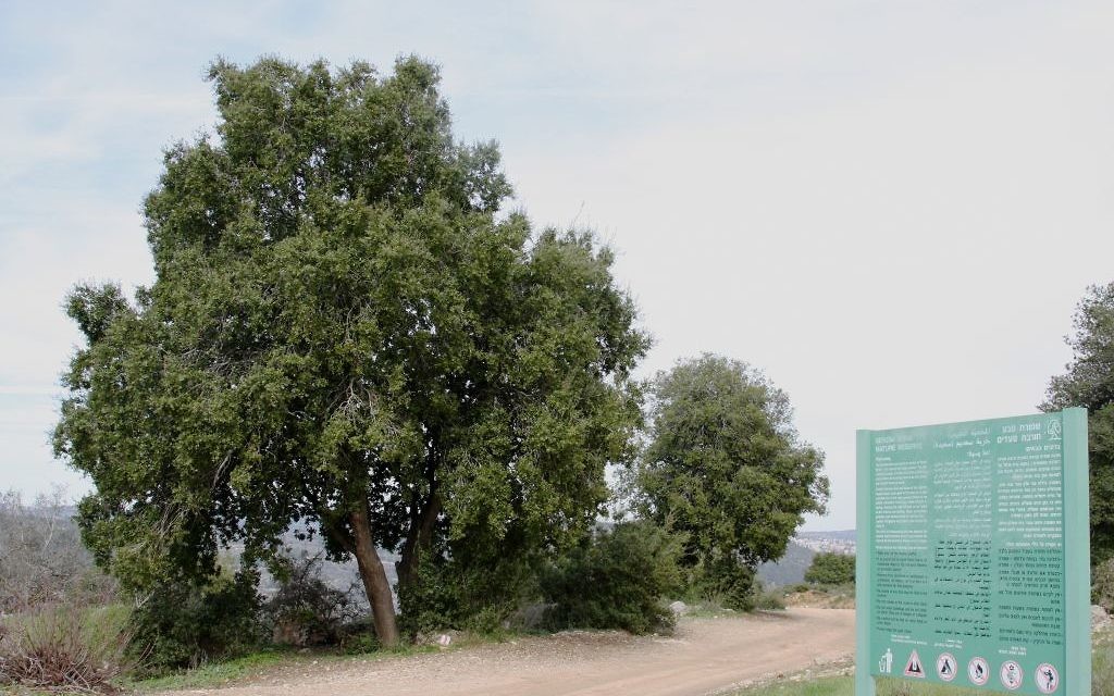 Un chêne à Hirbet Saadim, dans la forêt Aminadav du Fonds national juif, près de Jérusalem. (Crédit : Shmuel Bar-Am)
