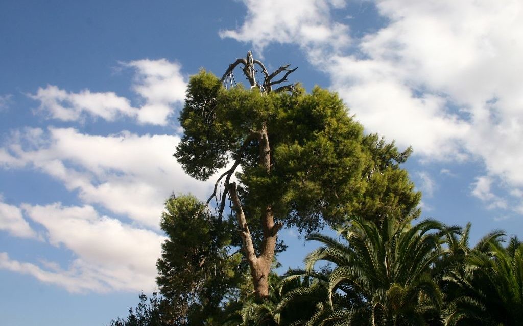 Un pin de Jérusalem à Abu Ghosh. (Crédit : Shmuel Bar-Am)