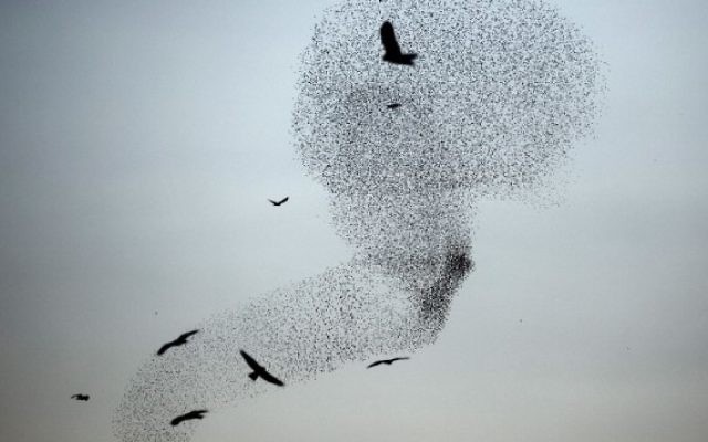 Une photo prise le 28 décembre 2015 montre une murmuration d'étourneaux effectuant leur danse traditionnelle avant d'atterrir pour dormir près de la ville de Rahat, dans nord du désert du Néguev nord. (AFP PHOTO / MENAHEM KAHANA)