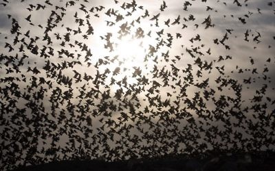 Une photo prise le 28 décembre 2015 montre une murmuration d'étourneaux effectuant leur danse traditionnelle avant d'atterrir pour dormir près de la ville de Rahat, dans nord du désert du Néguev nord. (AFP PHOTO / MENAHEM KAHANA)